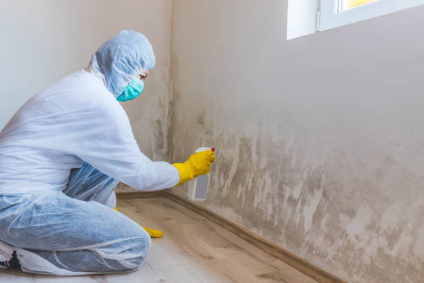 Licensed Crawl Space Mold Remediation service in Decatur, MI - Car Mold Remediation