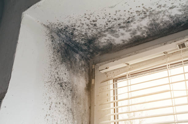 Affordable Crawl Space Mold Remediation solutions in Decatur, MI