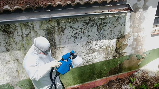 Top rated local Crawl Space Mold Remediation specialists in Decatur, MI